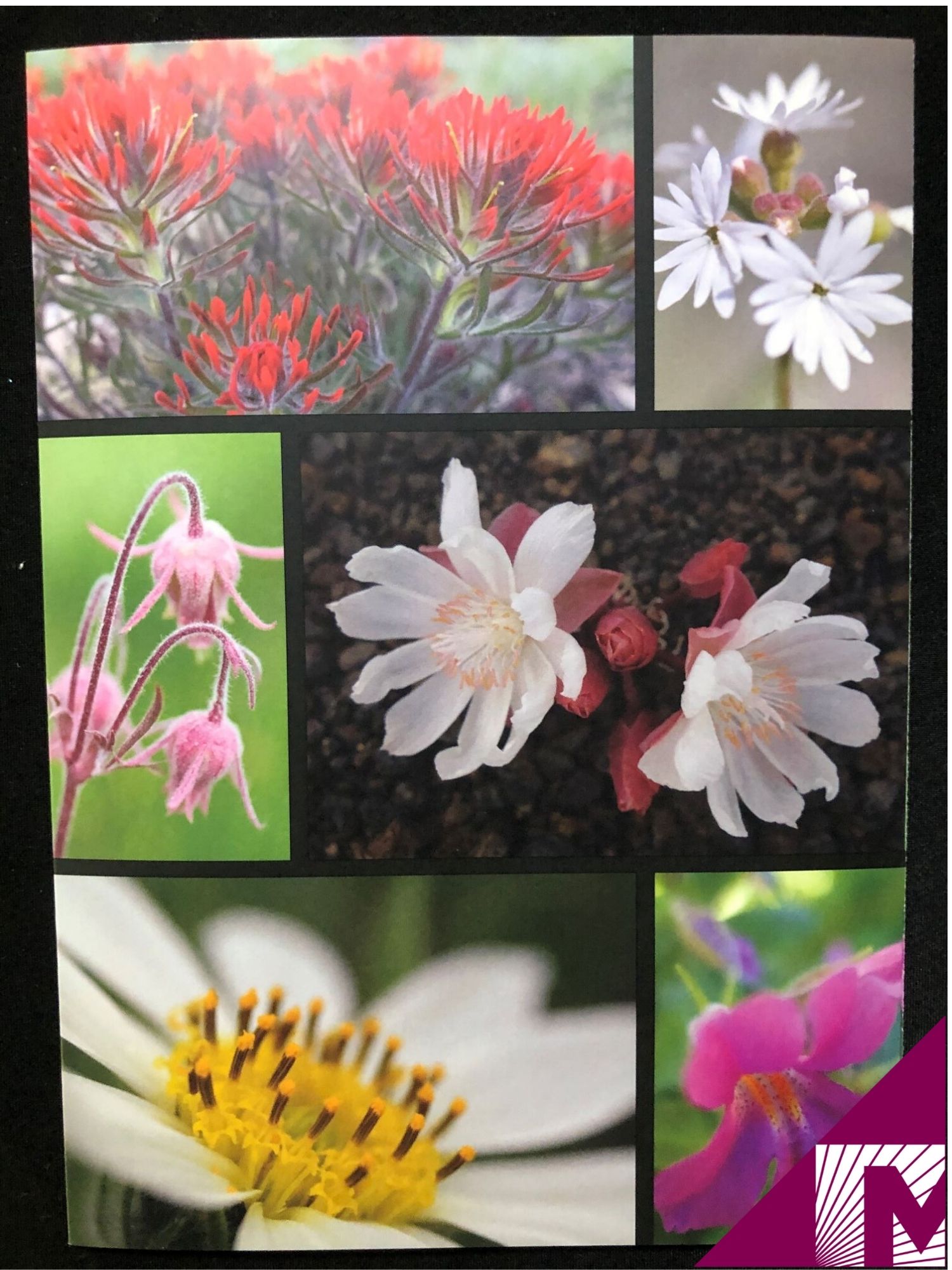 Idaho Wildflowers Notecard